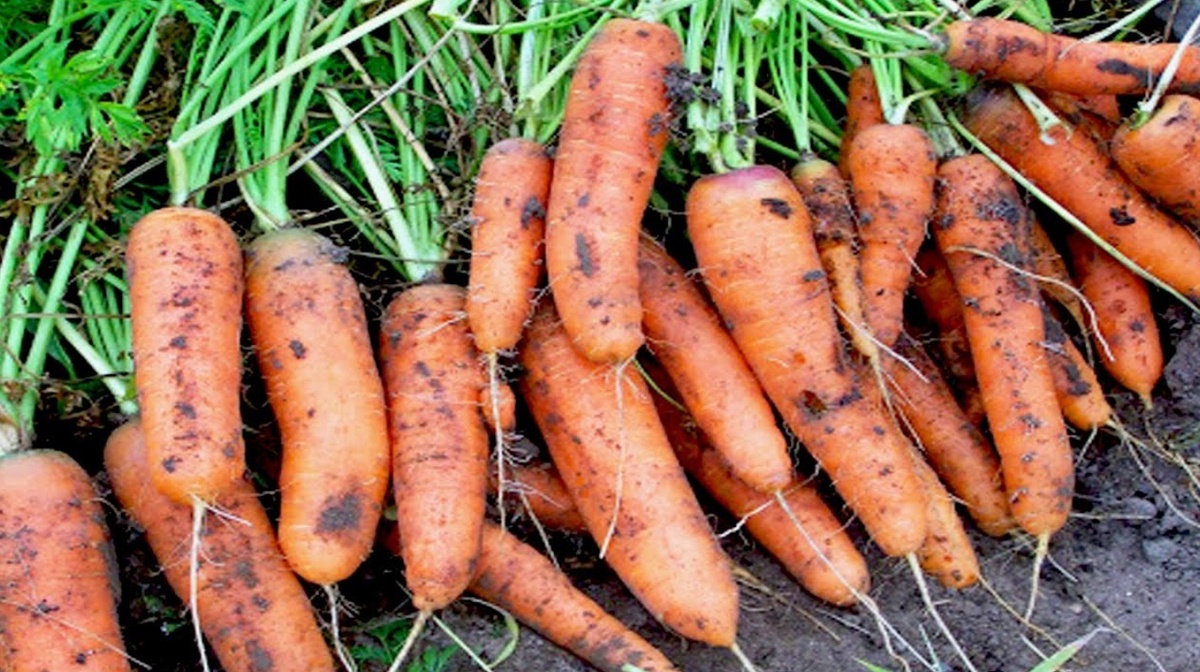 Сорта моркови, которые всегда дают отличный урожай и хорошо хранятся. Красный великан