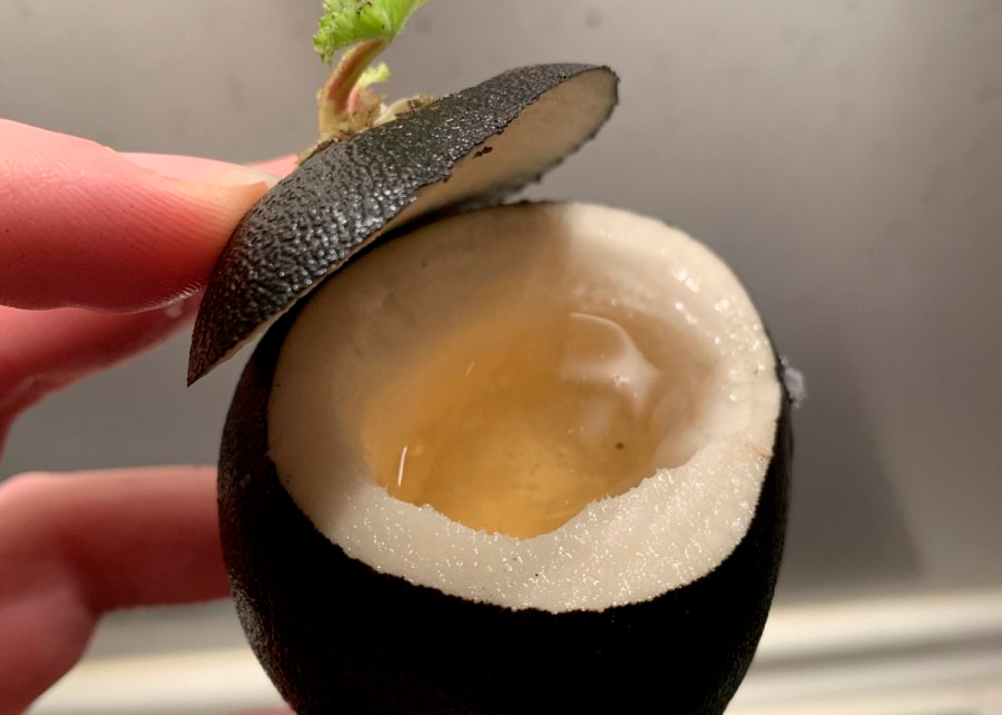 Натуральное средство от кашля: сироп из редьки с медом, который ставит на ноги