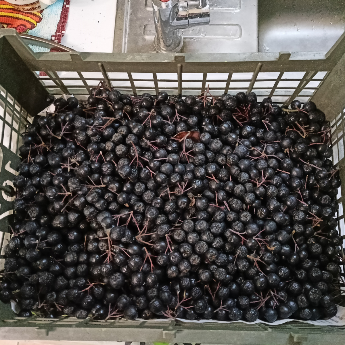 Ящик аронии.