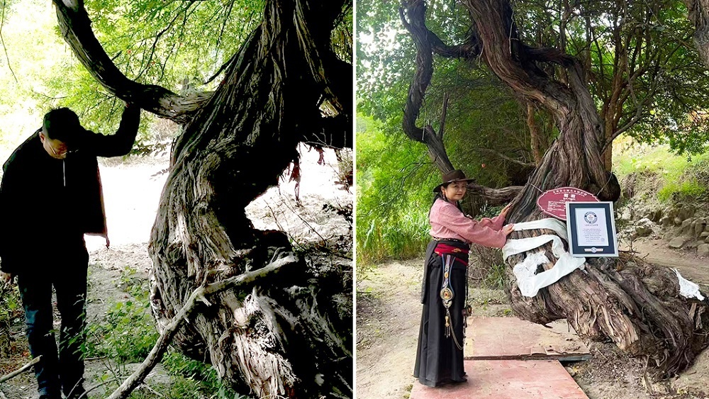     Фото: guinnessworldrecords.com