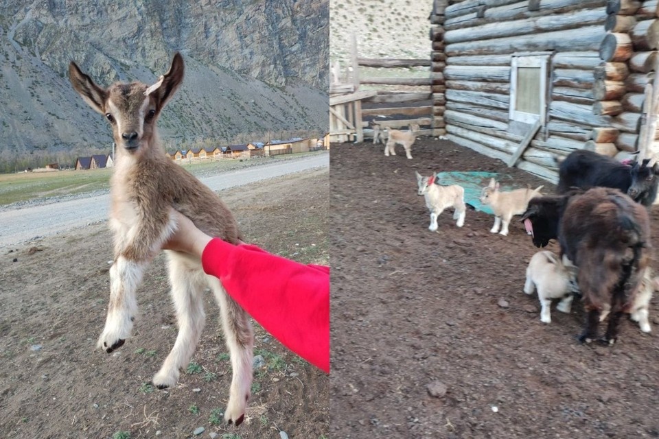    Горный козлик оставил после себя наследство. Фото: телеграм-канал «Республика Алтай в Telegram»