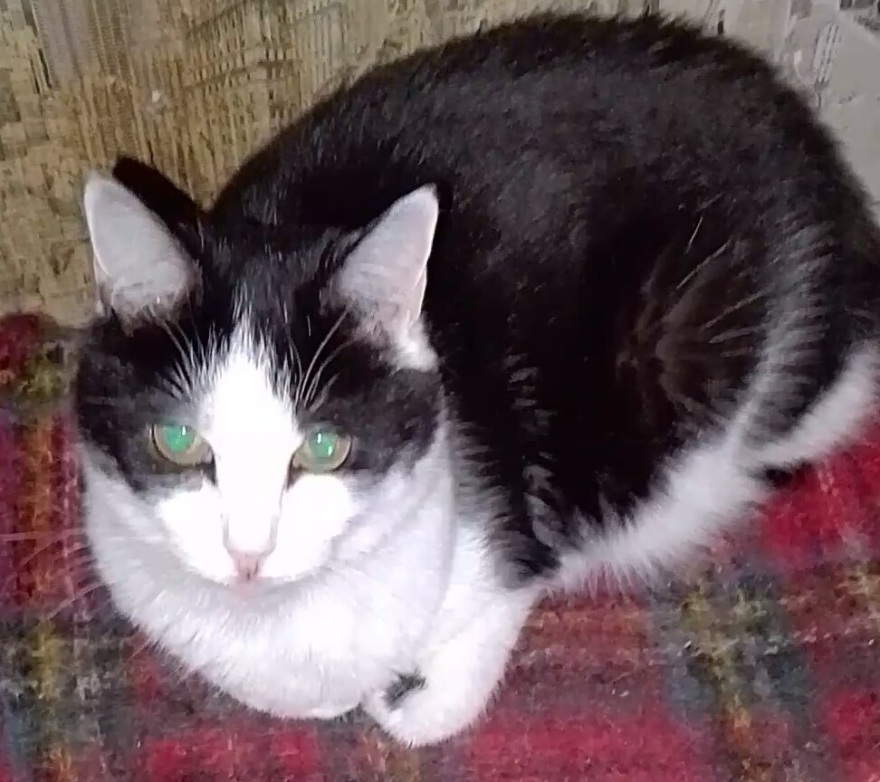 Даже глаза грустные - первые дни в прайде