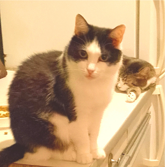 Поесть принесли?