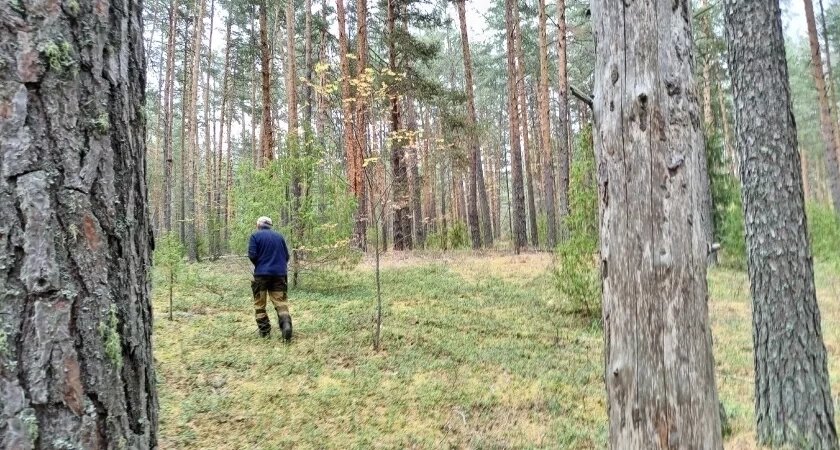    За угрозу пчелам и природе фермер из Котельничского района заплатит штраф