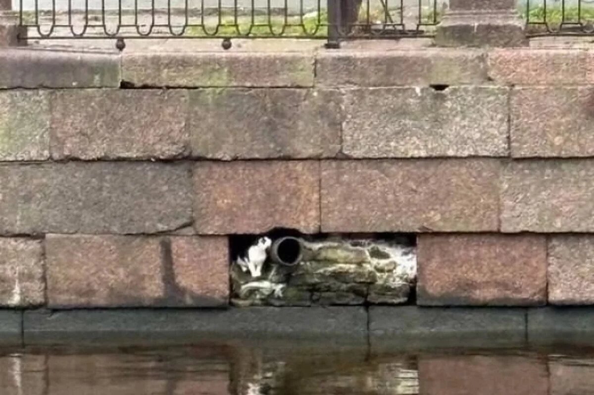    Кот в трубе.