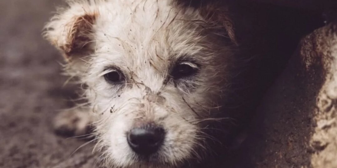 В Красноярске зоозащитники собирают подписи против эвтаназии бездомных псов