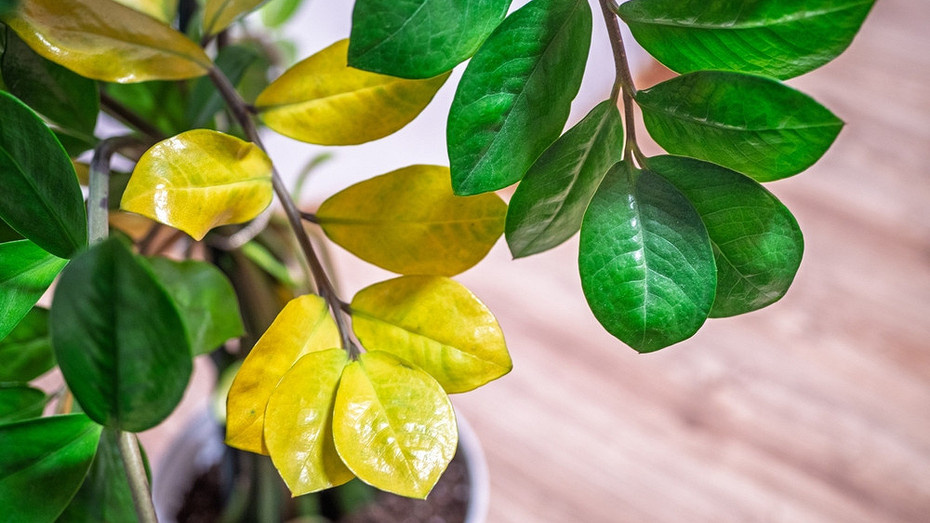 Желтеют листья замиокулькаса: 8 причин и что делать, чтобы спасти растение