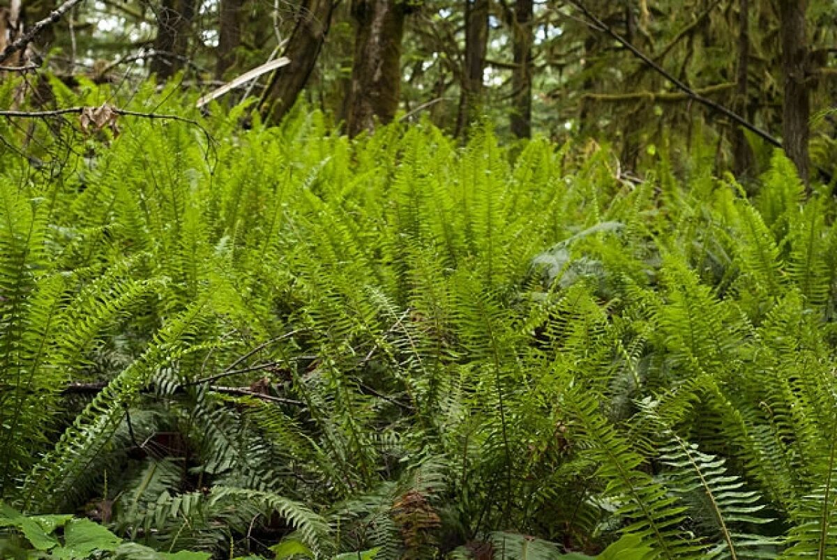    В Китае обнаружили растение, способное накапливать редкоземельные металлы