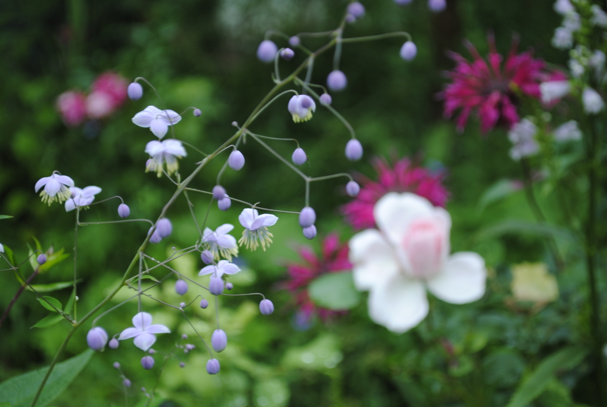 Все цветочки и фотографии мои