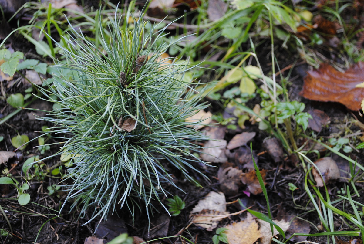 Юное хвойное летней посадки, вроде как кедровый стланик