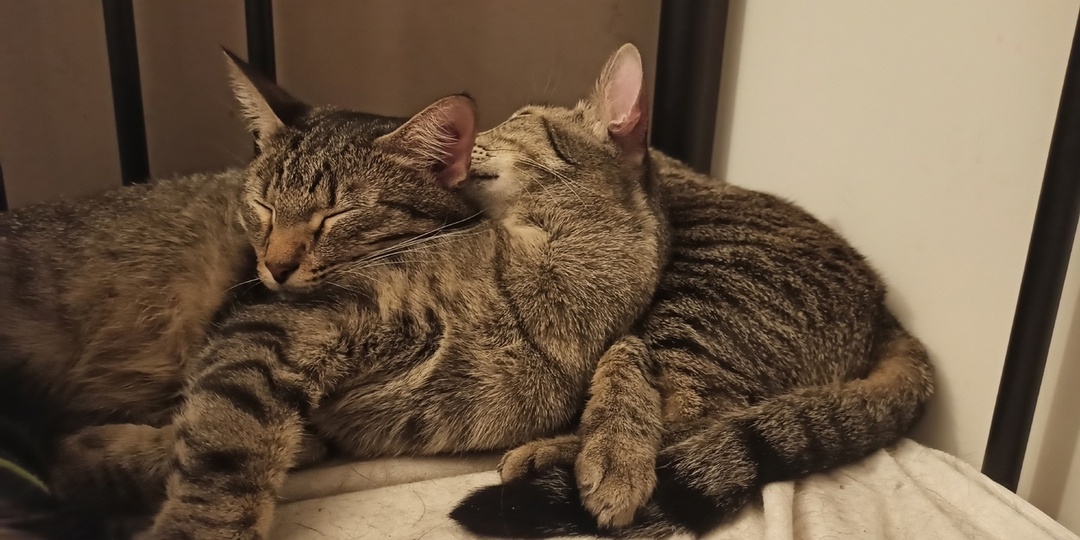 Хочется обыкновенного чуда для двух братишек. Это послание для тех, кто дарит чудеса