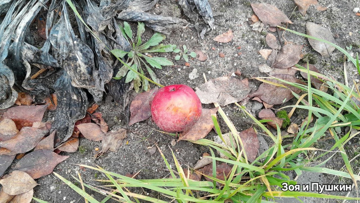 Яблокопад продолжается ,монетизация в Дзене тоже падает.  (яблоки не привезла, привезла пряники, будут в Телеграм) 