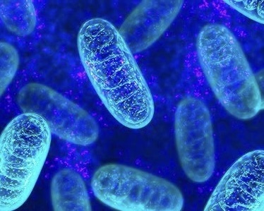 Энергию в нашем организме вырабатывают митохондрии - органеллы, находящиеся внутри клетки. Их ещё называют энергетическими станциями.