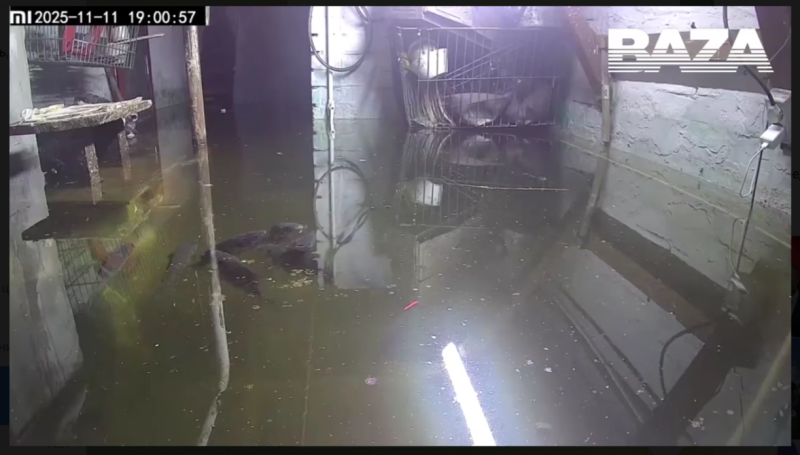    Аквариум в подвале. Скриншот: Телеграм-канал Baza