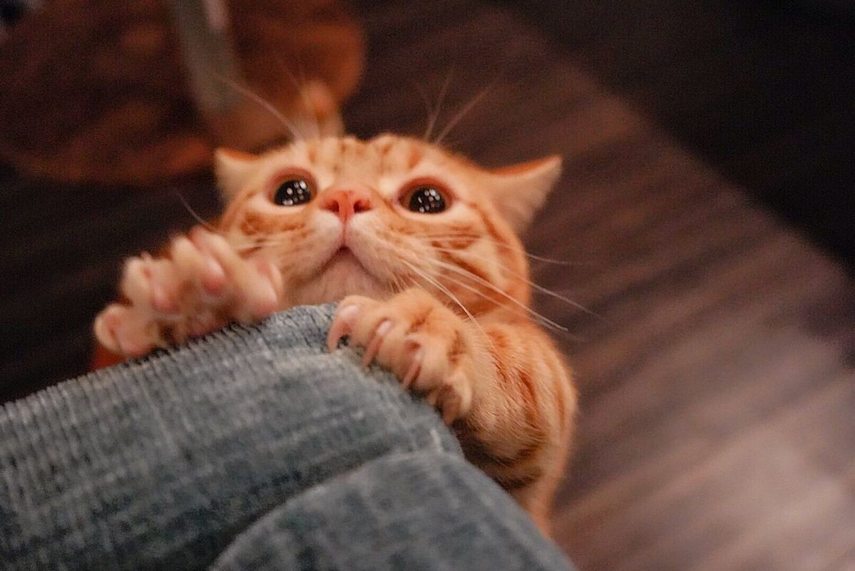     None Фото: Pinterest.com\Az