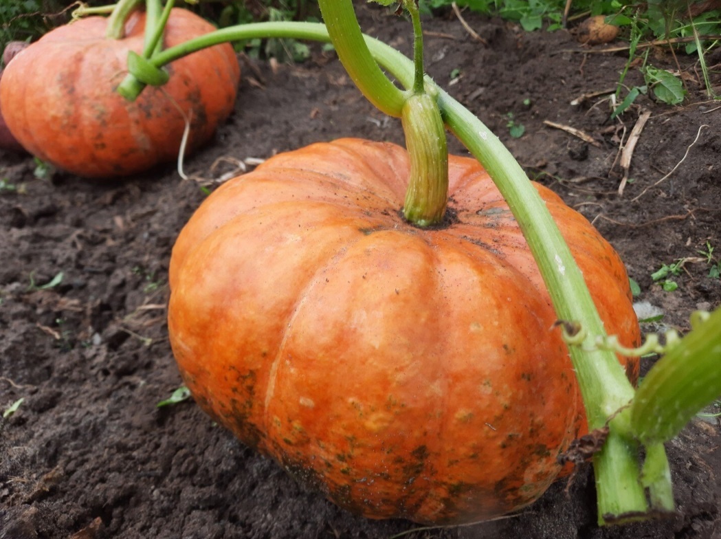 Хранение тыквы: как сохранить урожай в квартире до весны