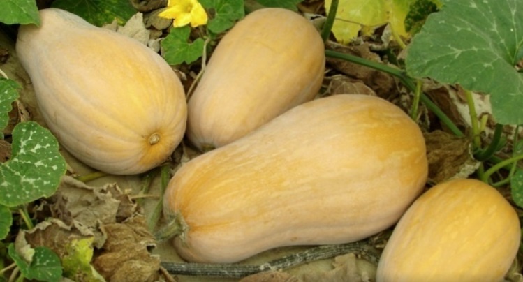 Хранение тыквы: как сохранить урожай в квартире до весны
