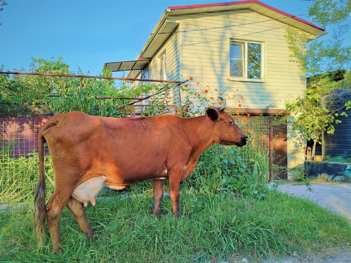 И будете пить свежее парное молочко.