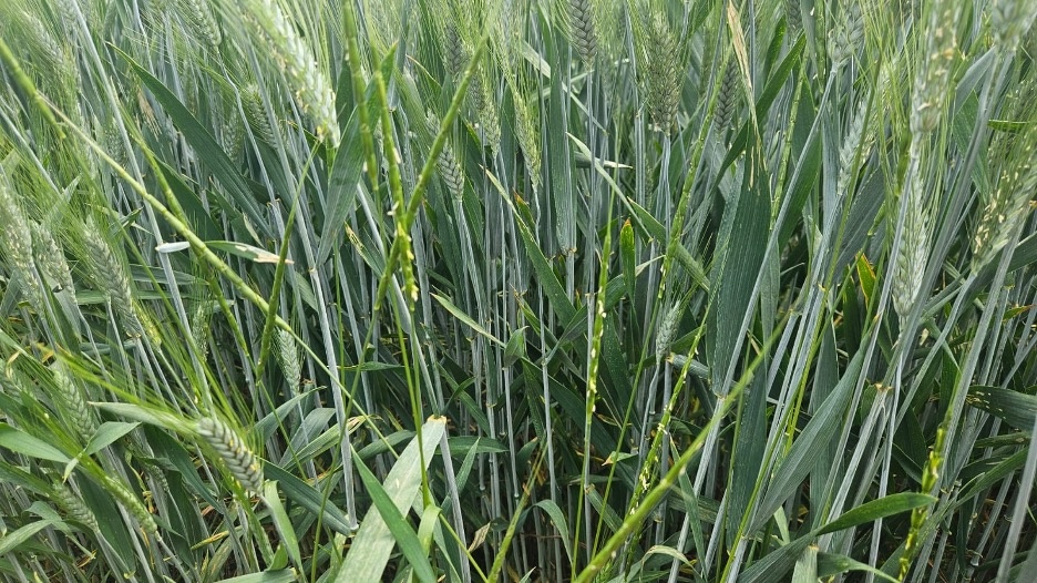 Рисунок 1. Эгилопс ВВСН 63-65 (середина цветения)