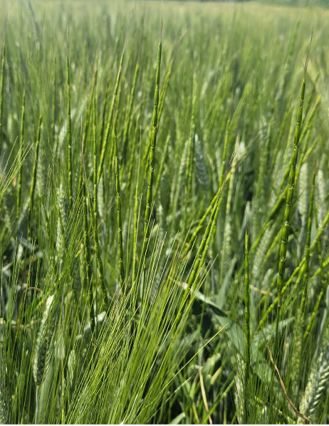 Рисунок 2. Эгилопс ВВСН 55-59 (колошение)