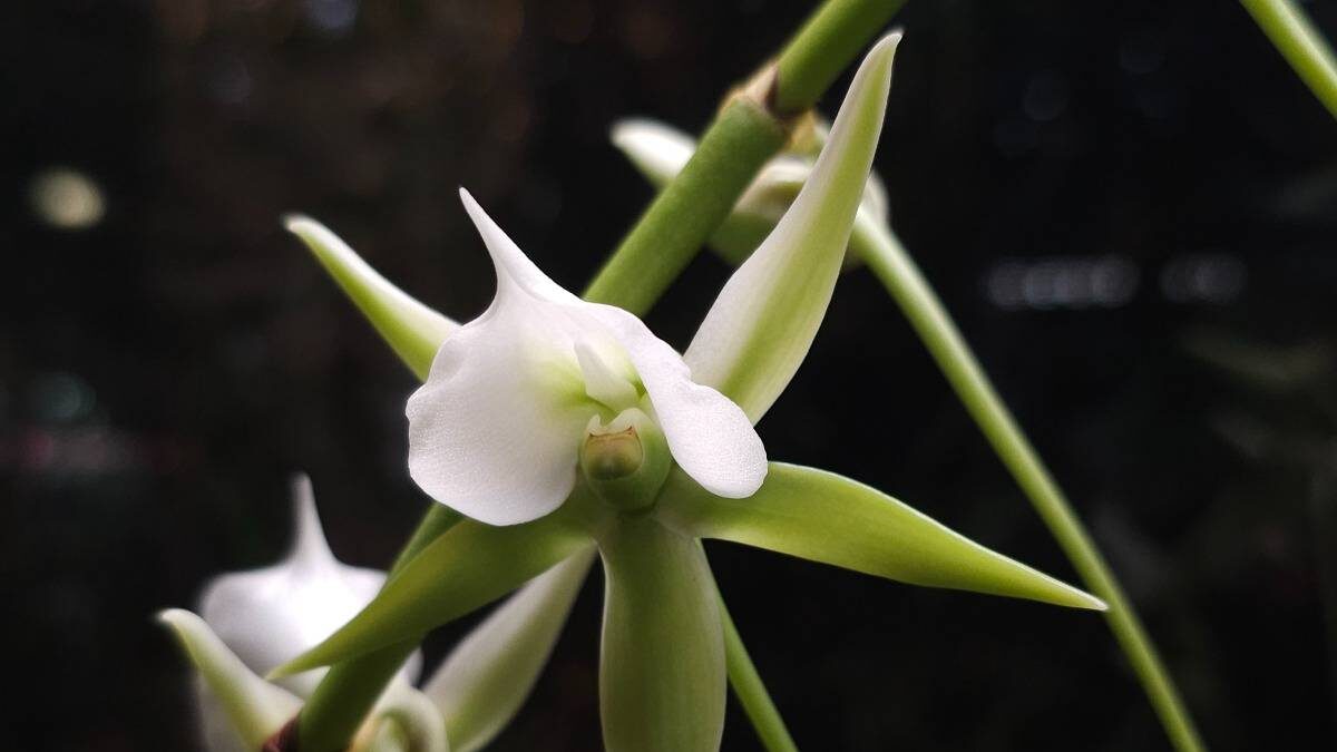   Фото: Пресс-служба «Аптекарского огорода»