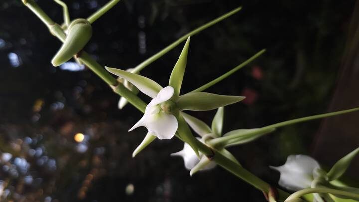  Фото: Пресс-служба «Аптекарского огорода»