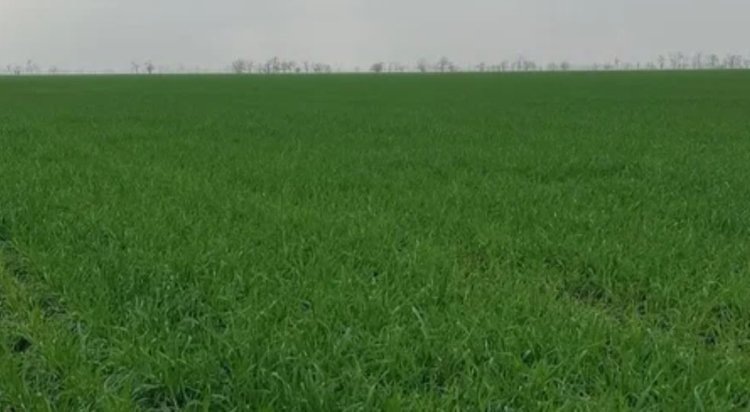    Фото: Служба по связям с общественностью филиала «Донецкий» Российского сельскохозяйственного центра