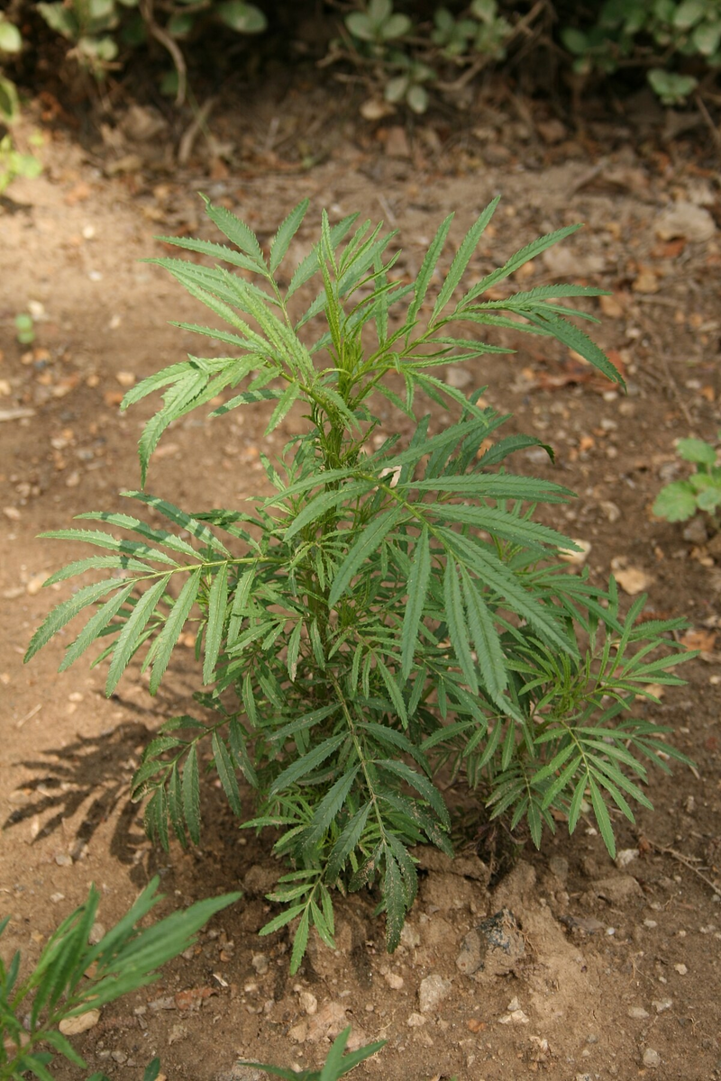 Одинокое, но гордое растение уакатай