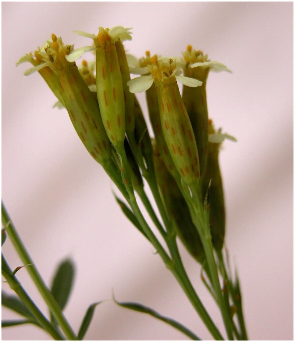 Соцветия уакатай. Не слишком декоративны, но ароматны.