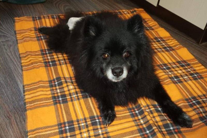    Прокуратура Челябинской области. Пострадавшая собака