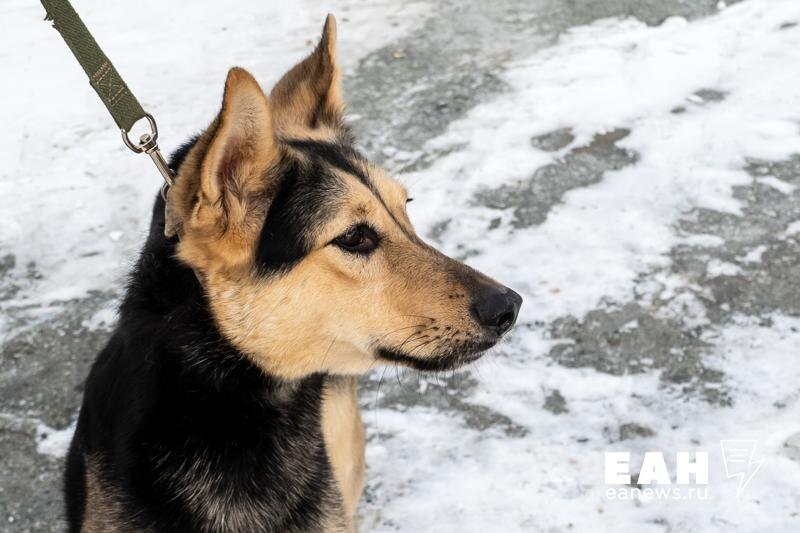    ЕАН. Собака на поводке