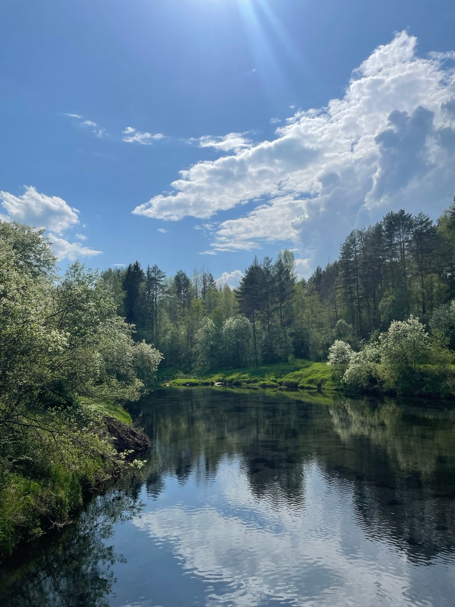 Цветение черёмухи на берегах реки Капша.