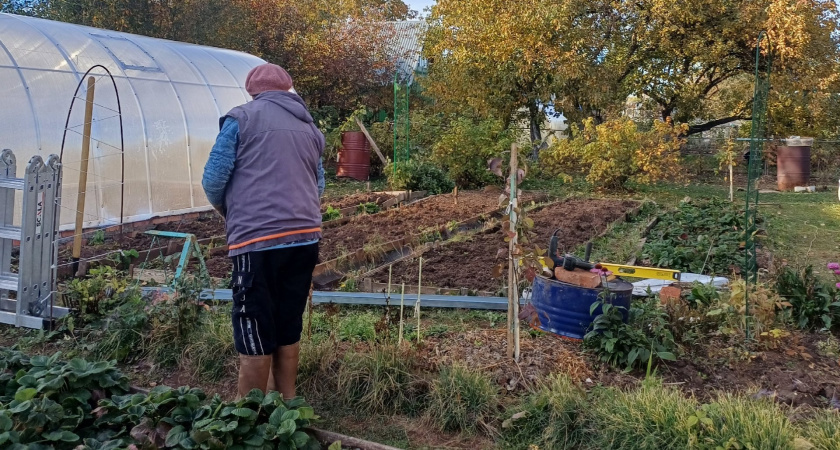    В Кировской области увеличивают площади для овощеводства