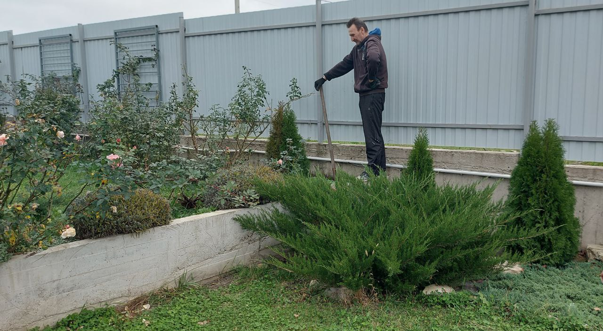 Копаю яму для розы.