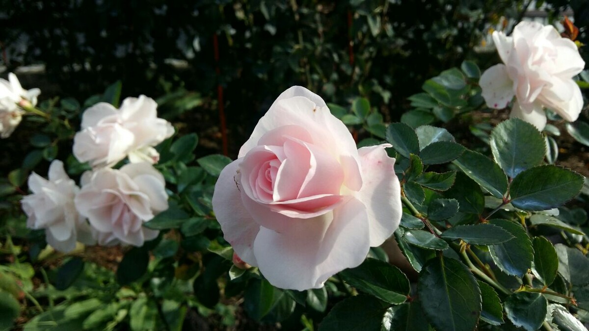 Роза Аспирин.