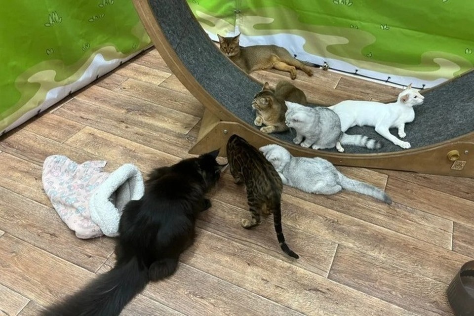    Мейн-куны поражали своей активностью и шелковистой ухоженной шерстью. Фото: Виктория Афанасьева