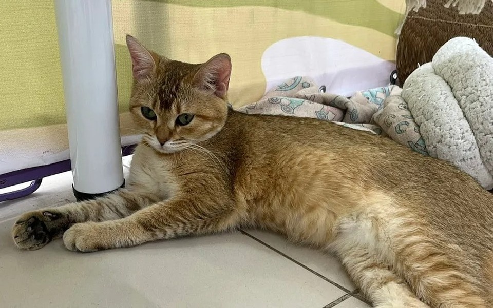    Страдают ли хвостатые от повышенного внимания? Фото: Виктория Афанасьева