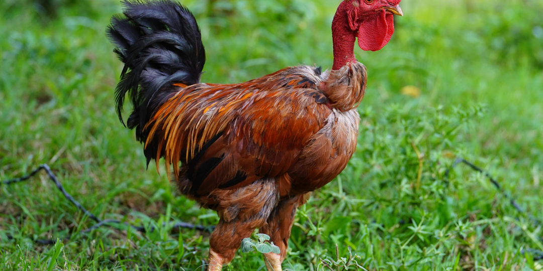 Курица-гриль: 3 признака "доработки" старой птицы под свежую