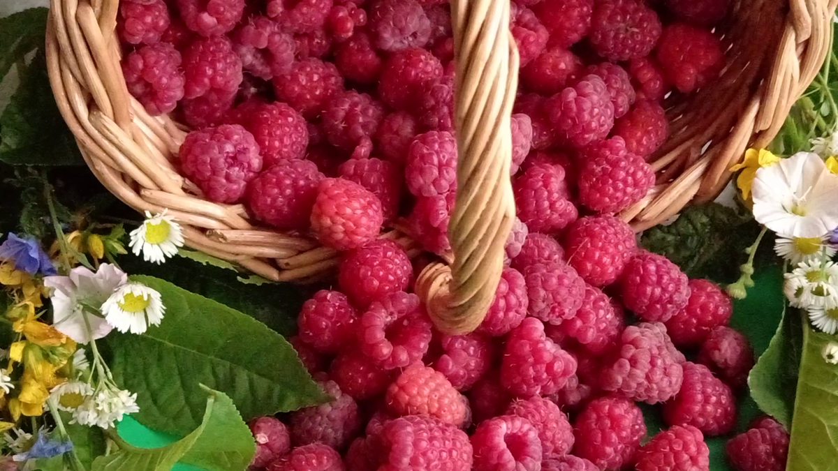 Малина обыкновенная