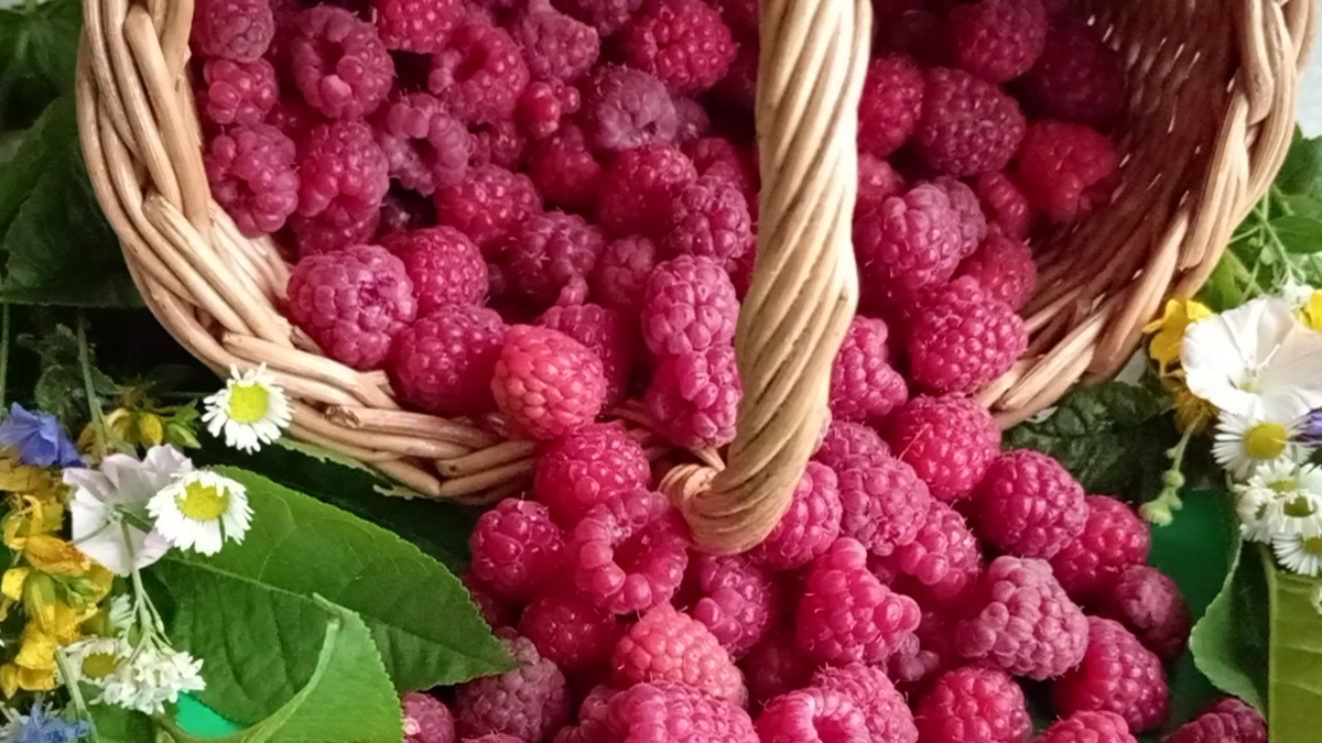 Малина обыкновенная