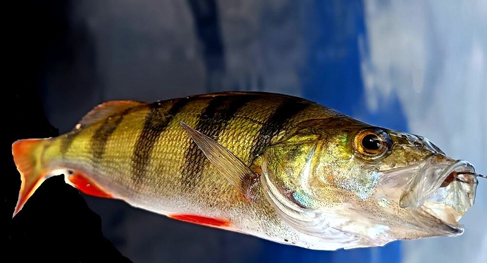 5 лучших наживок на окуня зимой: (проверено не одним выездом)