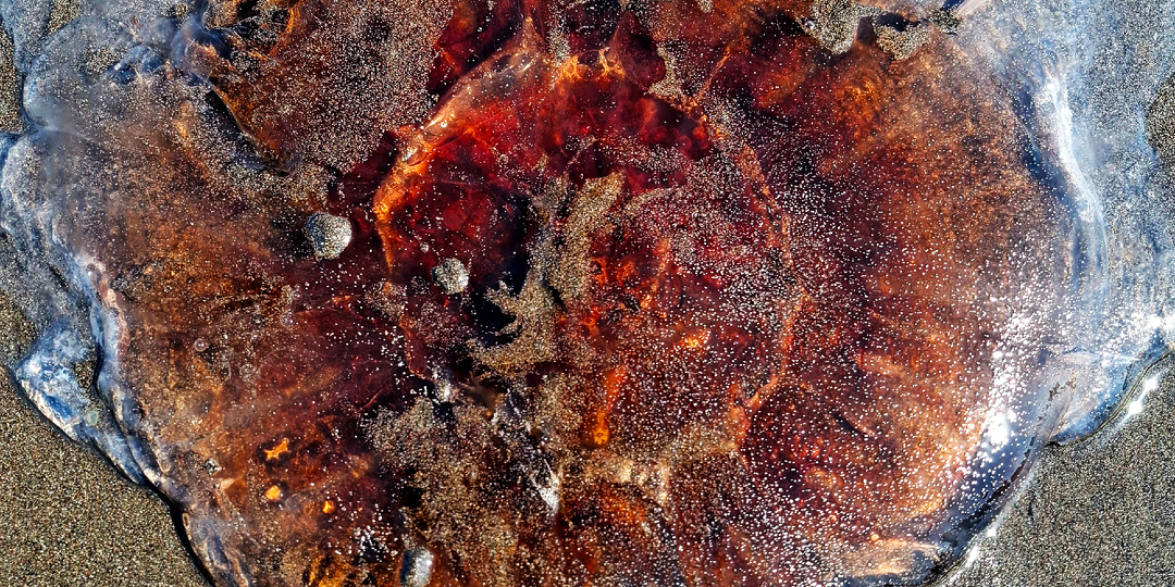 Остров Итуруп, много медуз и нечто странное на берегу Тихого океана