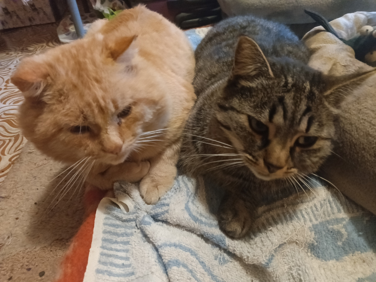 Проня и Варвара какие-то грустные