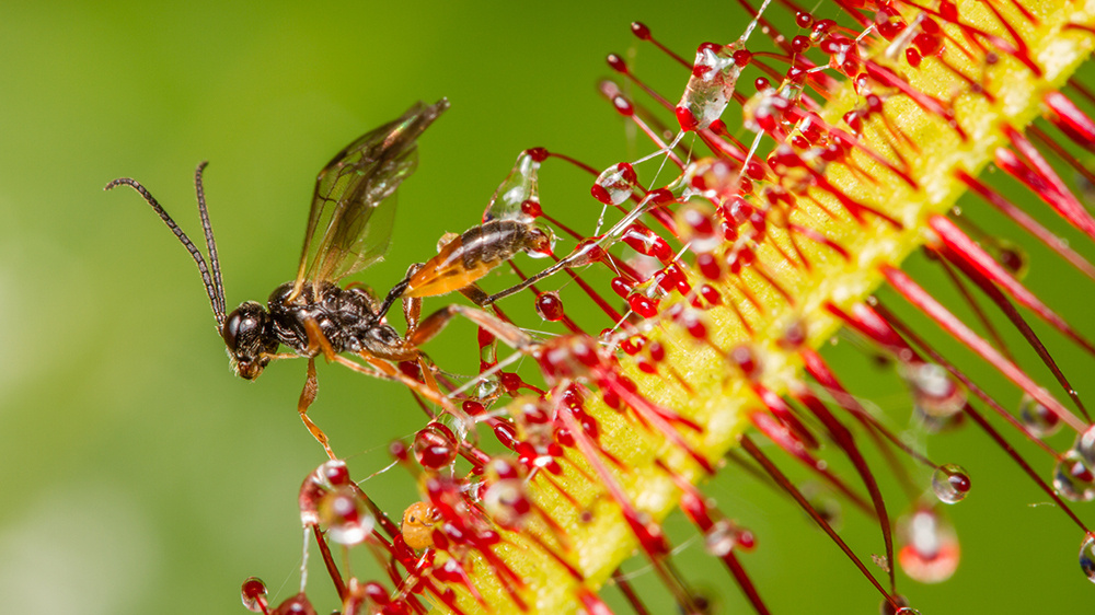     Фото: John Ceulemans/Shutterstock/FOTODOM