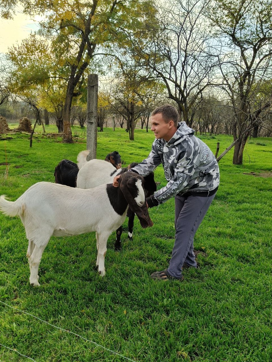 Козы - красотки.