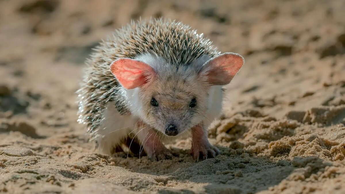 Фотография из интернета