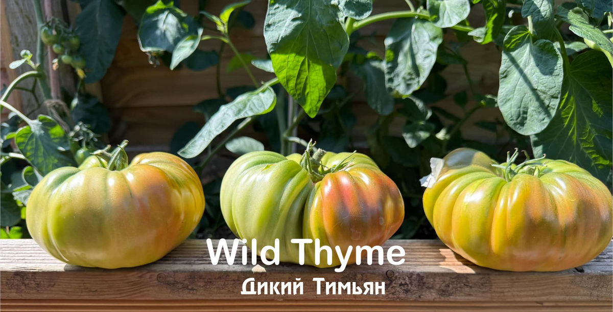 Дикий Тимьян