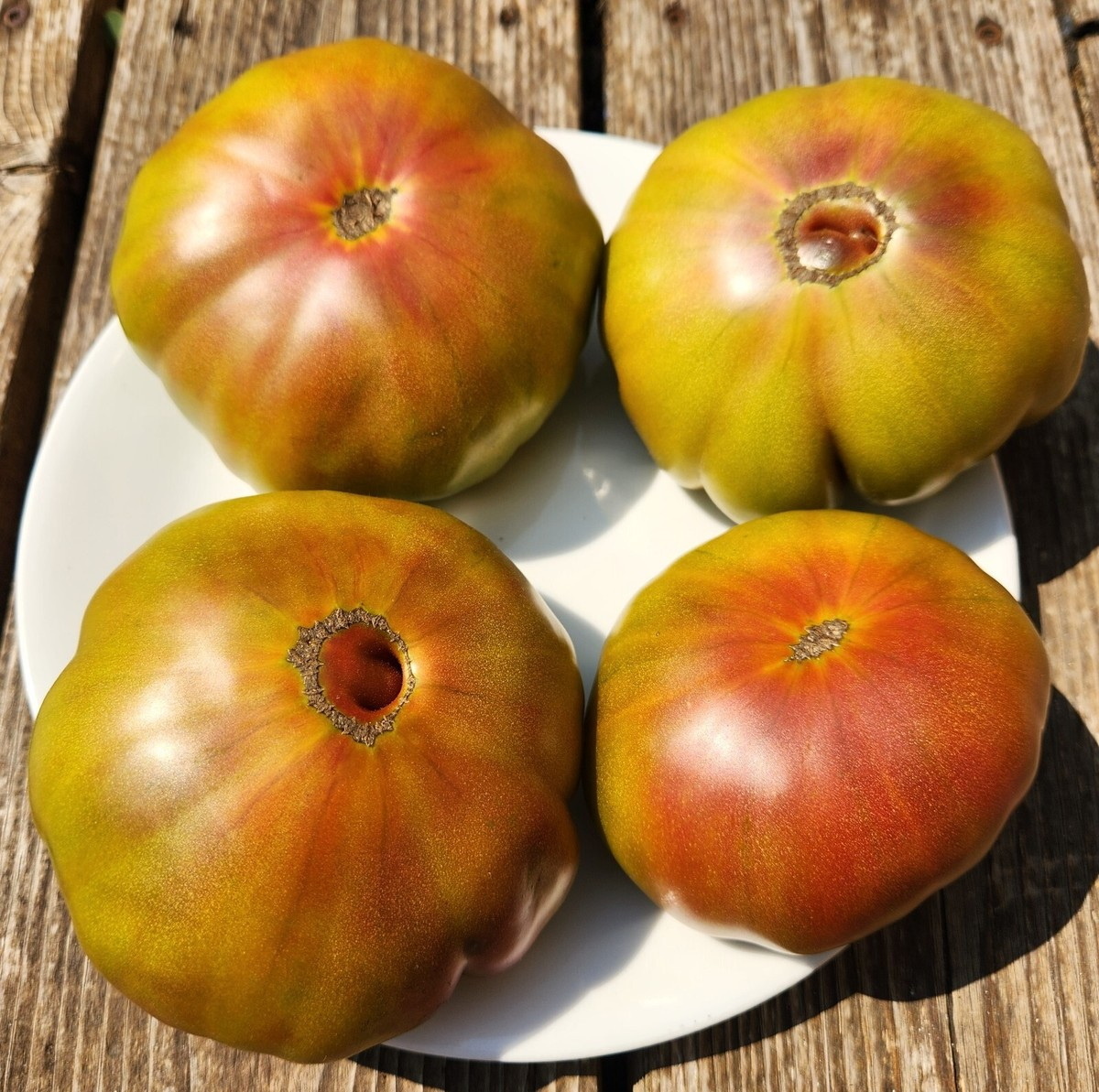 Дикий Тимьян Зелёный