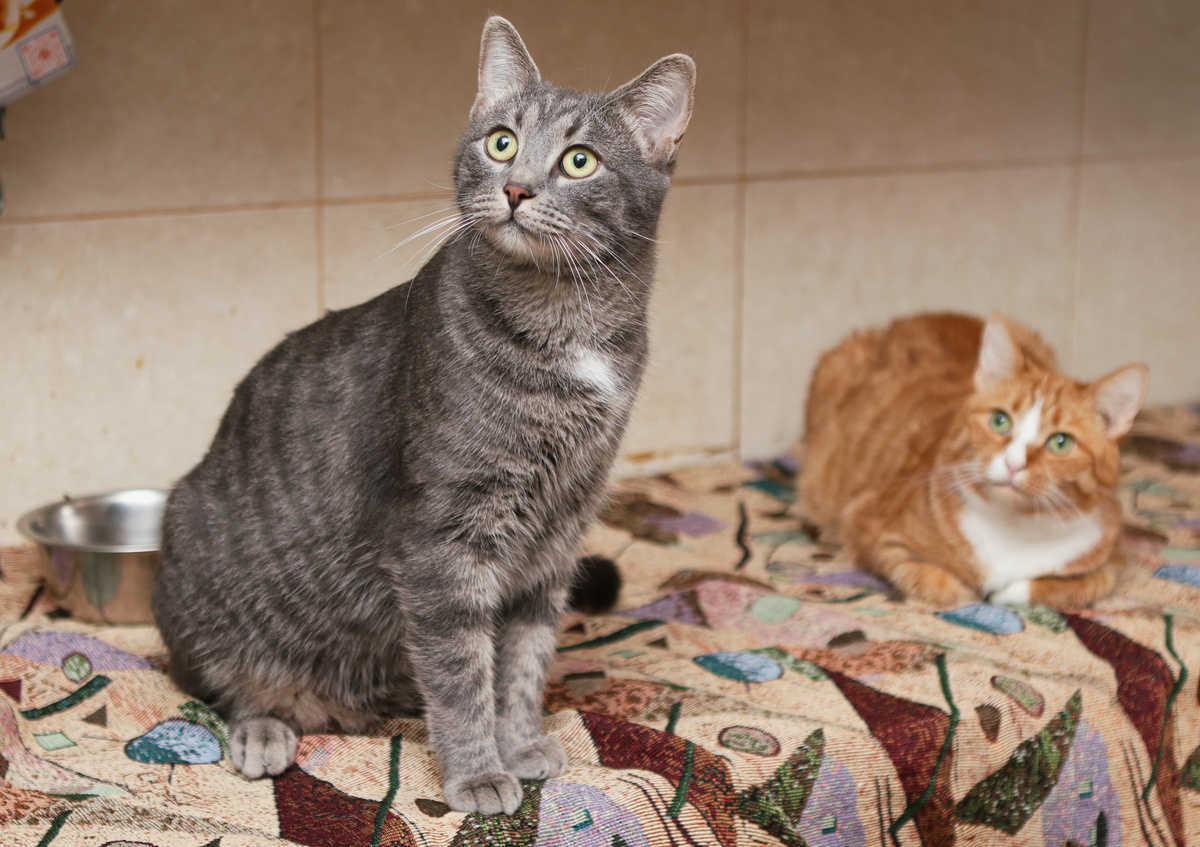 Никакого хаоса. Клянусь!