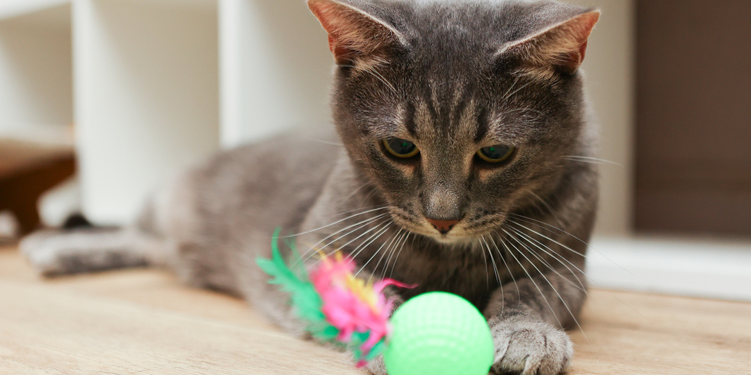 Загадочный кот с бархатным характером плюшевой игрушки